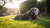 Can My Senior Dog Eat Puppy Food? Understanding the Nutritional Needs of Dogs Across Life Stages