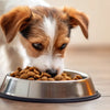 Can My Small Dog Eat Large Breed Food? Understanding Nutritional Needs