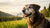 Can Old Dogs Eat Puppy Food? Understanding Canine Nutritional Needs Across Life Stages
