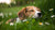 Can Prednisone Cause Weight Loss in Dogs? Understanding the Effects of Corticosteroids