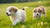 Can Puppies Eat Adult Dog Biscuits? Understanding Puppy Nutrition Essentials-141105103087