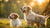 Can Puppies Eat All Life Stages Dog Food? Understanding Your Pup's Nutritional Needs-140212633839