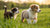 Can Puppies Eat Big Dog Food? Understanding Puppy Nutrition Essentials