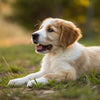 Can Puppies Eat Canned Dog Food? A Comprehensive Guide for New Dog Owners