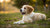 Can Puppies Eat Canned Dog Food? A Comprehensive Guide for New Dog Owners