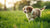 Can Puppies Eat Canned Dog Food? A Comprehensive Guide for New Pet Parents