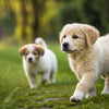 Can Puppies Eat Dog Biscuits? A Comprehensive Guide for Pet Owners