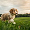 Can Puppies Eat Dog Food at 4 Weeks? Essential Feeding Guidelines for New Puppy Owners