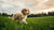 Can Puppies Eat Dog Food at 4 Weeks? Essential Feeding Guidelines for New Puppy Owners
