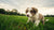 Can Puppies Eat Dog Food at 6 Weeks? A Complete Guide to Feeding Your Puppy Right