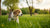 Can Puppies Eat Grown Dog Food? Understanding Your Puppy’s Nutritional Needs