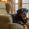 Can Puppies Eat Ham? Understanding the Risks and Alternatives