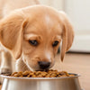 Can Puppies Eat Hard Dog Food? A Comprehensive Guide to Transitioning Your Puppy to Solid Nutrition