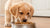 Can Puppies Eat Hard Dog Food? A Comprehensive Guide to Transitioning Your Puppy to Solid Nutrition
