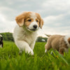 Can Puppies Eat High Protein Dog Food? Understanding Nutritional Needs