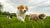 Can Puppies Eat High Protein Dog Food? Understanding Nutritional Needs
