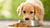 Can Puppies Eat Homemade Dog Food? A Comprehensive Guide