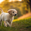 Can Puppies Eat Normal Dog Food? Understanding Your Pup's Nutritional Needs