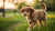 Can Puppies Eat Regular Dog Food? Understanding Puppy Nutrition Needs-140404228335