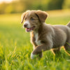 Can Puppies Eat Senior Dog Food? Understanding Nutritional Needs for Every Life Stage