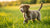 Can Puppies Eat Senior Dog Food? Understanding Nutritional Needs for Every Life Stage