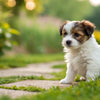 Can Puppies Eat Small Breed Dog Food? Understanding Nutrition for Your Growing Pup