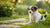 Can Puppies Eat Small Breed Dog Food? Understanding Nutrition for Your Growing Pup