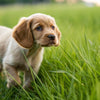 Can Puppies Eat Small Dog Food? What You Need to Know
