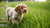 Can Puppies Eat Small Dog Food? What You Need to Know