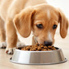 Can Puppies Eat The Farmer's Dog Food?