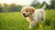 Can Puppies Eat Wet Adult Dog Food? Understanding Your Puppy’s Nutritional Needs