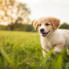 Can Puppies Eat Wet Dog Food? A Comprehensive Guide for New Puppy Parents