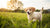Can Puppies Eat Wet Dog Food? A Comprehensive Guide for New Puppy Parents