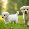 Can Puppies Have Canned Dog Food? A Comprehensive Guide to Wet Food for Your Growing Pup