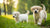 Can Puppies Have Canned Dog Food? A Comprehensive Guide to Wet Food for Your Growing Pup