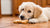Can Puppies Have Dog Biscuits? Exploring Treats for Our Youngest Companions-141106741487