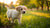 Can Puppies Have Dog Food? Understanding Your Pup's Nutritional Needs