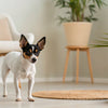 Can Puppies Have Peanut Butter? A Comprehensive Guide for Pet Owners