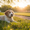 Can Puppies Have Regular Dog Food? Understanding Their Nutritional Needs