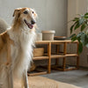 Can Puppies Have Watermelon? A Comprehensive Guide for Pet Owners