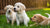 Can Puppies Have Wet Dog Food? A Comprehensive Guide for New Puppy Owners