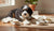 Can Puppy Food Be Given to Adult Dogs? Understanding the Nutritional Needs of Your Pet-141235028207