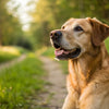 Can Puppy Food Cause Diarrhea in Adult Dogs? Exploring the Risks and Solutions