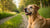 Can Puppy Food Cause Diarrhea in Adult Dogs? Exploring the Risks and Solutions