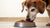 Can Puppy Food Cause Diarrhea in Older Dogs? Understanding Nutritional Needs Across Life Stages