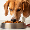 Can Puppy Food Give My Dog Diarrhea? Understanding Food-Related Digestive Issues