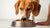 Can Puppy Food Give My Dog Diarrhea? Understanding Food-Related Digestive Issues