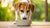 Can Puppy Food Hurt an Adult Dog? Understanding the Nutritional Divide-141222707439