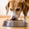 Can Puppy Food Hurt Older Dogs? Understanding Dietary Needs Across Life Stages