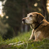 Can Puppy Food Make an Adult Dog Sick? Understanding the Nutritional Needs of Dogs
